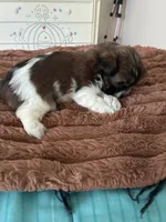 Sweet pea, a female Shih Tzu for sale in Chester, VA – 5 of 10