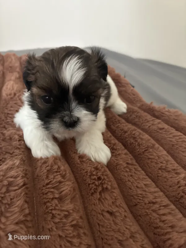 Sparkle – Shih Tzu puppy for sale in Chester, VA