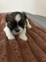 Sparkle, a female Shih Tzu for sale in Chester, VA – 1 of 10