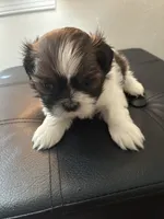 Sparkle, a female Shih Tzu for sale in Chester, VA – 5 of 10
