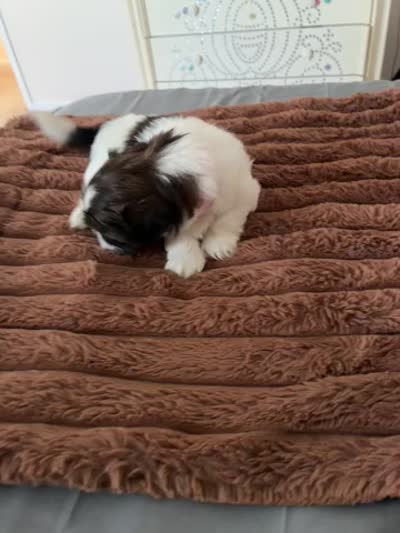 Sparkle, a female Shih Tzu for sale in Chester, VA – 6 of 10