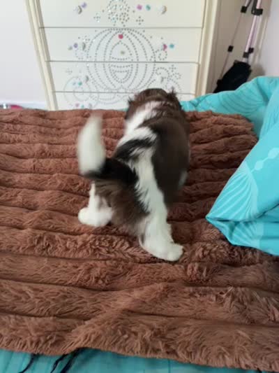 Sweet pea, a female Shih Tzu for sale in Chester, VA – 10 of 10