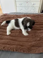 Sparkle, a female Shih Tzu for sale in Chester, VA – 4 of 10