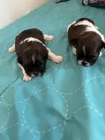 Sweet pea, a female Shih Tzu for sale in Chester, VA – 4 of 10
