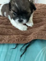 Sweet pea, a female Shih Tzu for sale in Chester, VA – 7 of 10