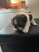 Sparkle, a female Shih Tzu for sale in Chester, VA – 10 of 10