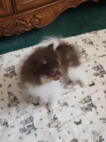 Lolah, a female Pomeranian for sale in Hesperia, CA – 4 of 4