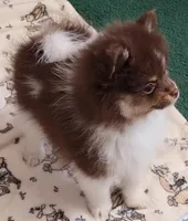 Lolah, a female Pomeranian for sale in Hesperia, CA – 3 of 4