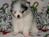 HEATHER blue eyes, a female Pomeranian for sale in Hesperia, CA – Photo 3 of 5