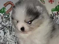 HEATHER blue eyes, a female Pomeranian for sale in Hesperia, CA – Photo 2 of 5