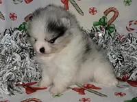 HEATHER blue eyes, a female Pomeranian for sale in Hesperia, CA – Photo 4 of 5