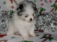 HEATHER blue eyes, a female Pomeranian for sale in Hesperia, CA – Photo 5 of 5