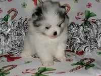 HEATHER blue eyes, a female Pomeranian for sale in Hesperia, CA – Photo 1 of 5