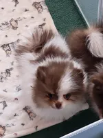 Bella, a female Pomeranian for sale in Hesperia, CA – 4 of 4