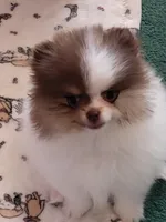Bella, a female Pomeranian for sale in Hesperia, CA – 1 of 3