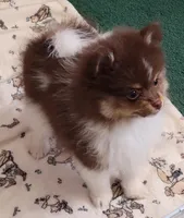 Lolah, a female Pomeranian for sale in Hesperia, CA – 2 of 4