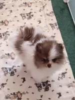 Bella, a female Pomeranian for sale in Hesperia, CA – 3 of 3