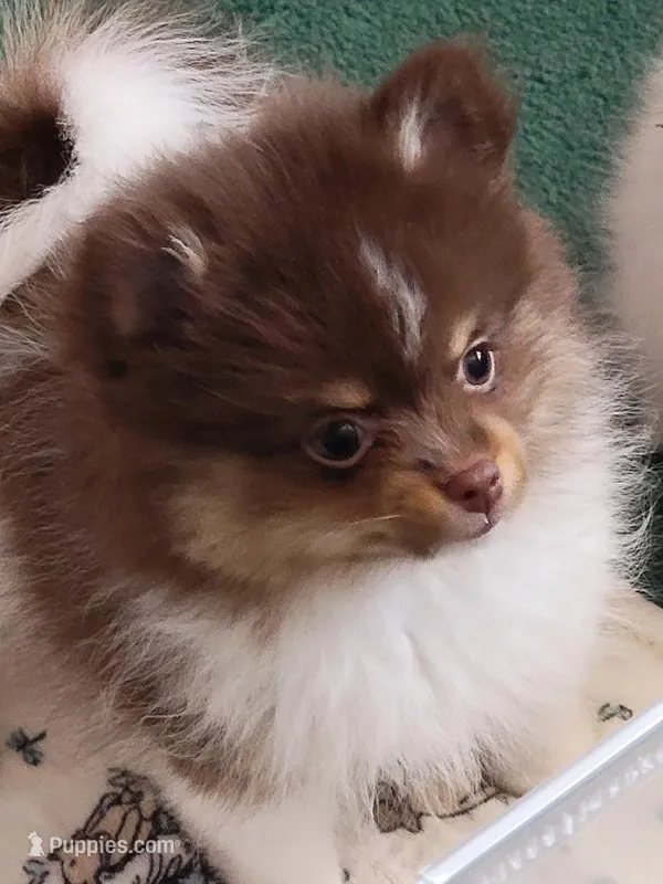 Lolah – Pomeranian puppy for sale in Hesperia, CA