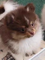 Lolah, a female Pomeranian for sale in Hesperia, CA – 1 of 4