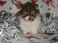Buttercup, a female Pomeranian for sale in Hesperia, CA – Photo 1 of 4