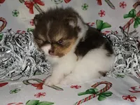 Buttercup, a female Pomeranian for sale in Hesperia, CA – Photo 4 of 4