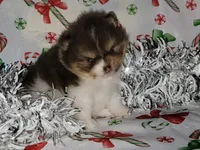 Buttercup, a female Pomeranian for sale in Hesperia, CA – Photo 2 of 4