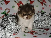 Buttercup, a female Pomeranian for sale in Hesperia, CA – Photo 3 of 4