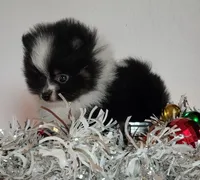 processed/7a5a3e3d-fda4-4c80-b4ab-266e4caab45f/listing/d1a63d6a-e7f9-4b5c-ae97-ffc7672be7b2/13806c85-422a-464b-950f-4f0abe8b3b68