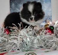 processed/7a5a3e3d-fda4-4c80-b4ab-266e4caab45f/listing/d1a63d6a-e7f9-4b5c-ae97-ffc7672be7b2/24897966-80f8-44b0-8e89-b4efb9942679