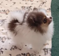 Bella, a female Pomeranian for sale in Hesperia, CA – 2 of 3