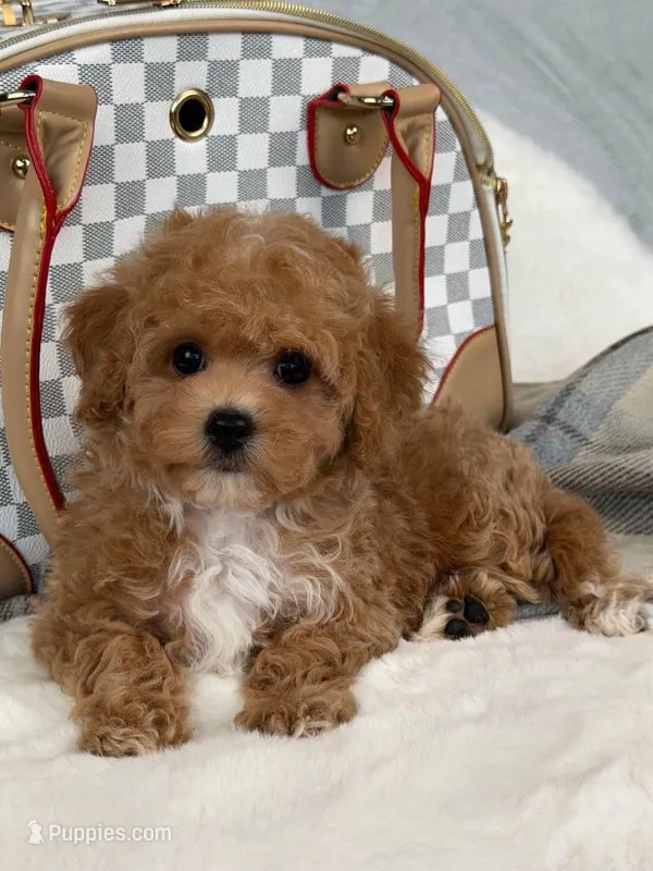 Vikchamp – Maltipoo puppy for sale in Boston Heights, OH