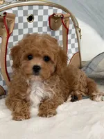 Vikchamp, a male Maltipoo for sale in Boston Heights, OH – Photo 1 of 10