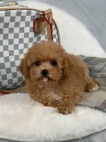 Vikchamp, a male Maltipoo for sale in Boston Heights, OH – Photo 2 of 10