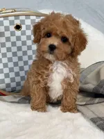Vikchamp, a male Maltipoo for sale in Boston Heights, OH – Photo 3 of 10