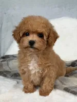 Vikchamp, a male Maltipoo for sale in Boston Heights, OH – Photo 6 of 10