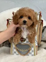 Vikchamp, a male Maltipoo for sale in Boston Heights, OH – Photo 10 of 10