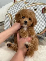 Vikchamp, a male Maltipoo for sale in Boston Heights, OH – Photo 8 of 10