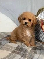 Vikchamp, a male Maltipoo for sale in Boston Heights, OH – Photo 7 of 10