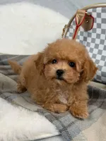 Vikchamp, a male Maltipoo for sale in Boston Heights, OH – Photo 5 of 10