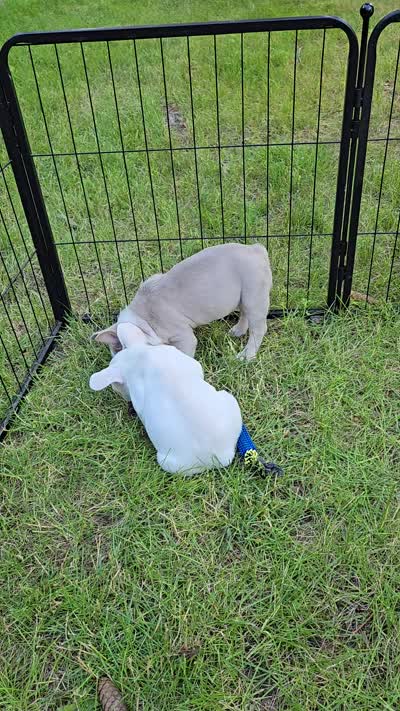 Rolo, a male French Bulldog for sale in Grand Rapids, MI – 3 of 3