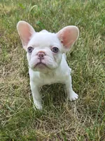 Hugs, a female French Bulldog for sale in Grand Rapids, MI – 2 of 4