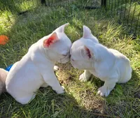 Heath, a male French Bulldog for sale in Grand Rapids, MI – 2 of 2