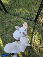 Hugs, a female French Bulldog for sale in Grand Rapids, MI – 4 of 4