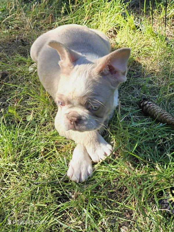 Rolo – French Bulldog puppy for sale in Grand Rapids, MI