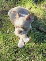 Rolo, a male French Bulldog for sale in Grand Rapids, MI – 1 of 3
