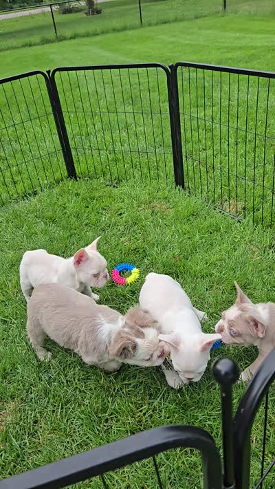 Heath, a male French Bulldog for sale in Grand Rapids, MI – 3 of 3