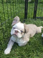 Chunky, a male French Bulldog for sale in Grand Rapids, MI – 1 of 5