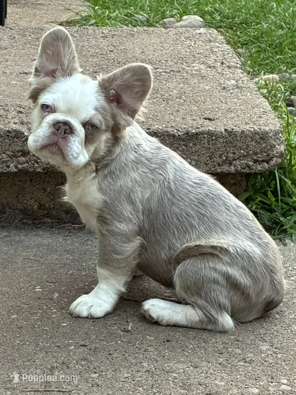 Chunky – French Bulldog puppy for sale in Grand Rapids, MI