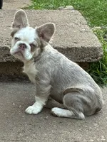 Chunky, a male French Bulldog for sale in Grand Rapids, MI – 1 of 8
