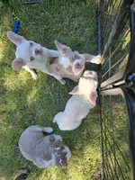 Rolo, a male French Bulldog for sale in Grand Rapids, MI – 2 of 3